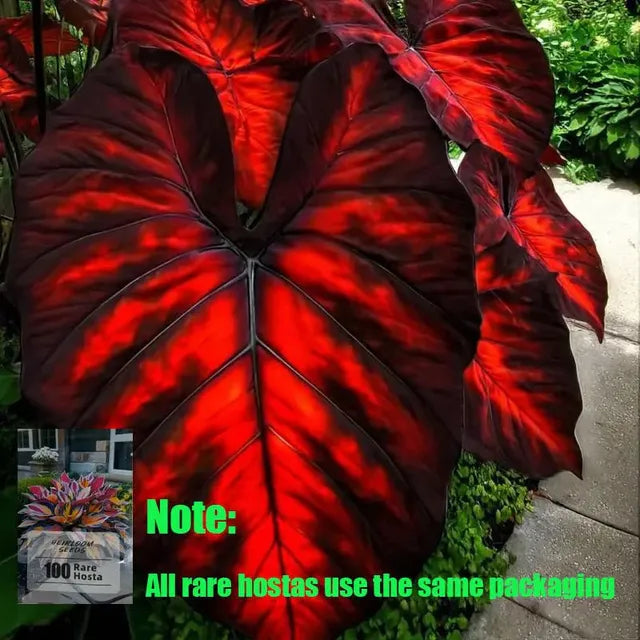 🌱 Exotic Rare Leaf Seeds 🏡 Transform Your Garden into a Masterpiece