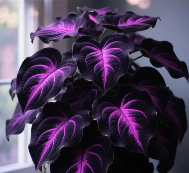 🌱 Exotic Rare Leaf Seeds 🏡 Transform Your Garden into a Masterpiece
