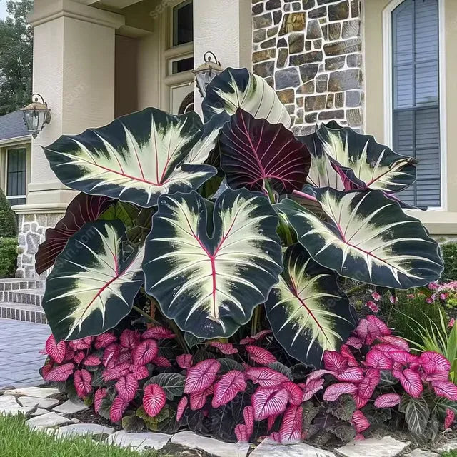 🌱 Exotic Rare Leaf Seeds 🏡 Transform Your Garden into a Masterpiece