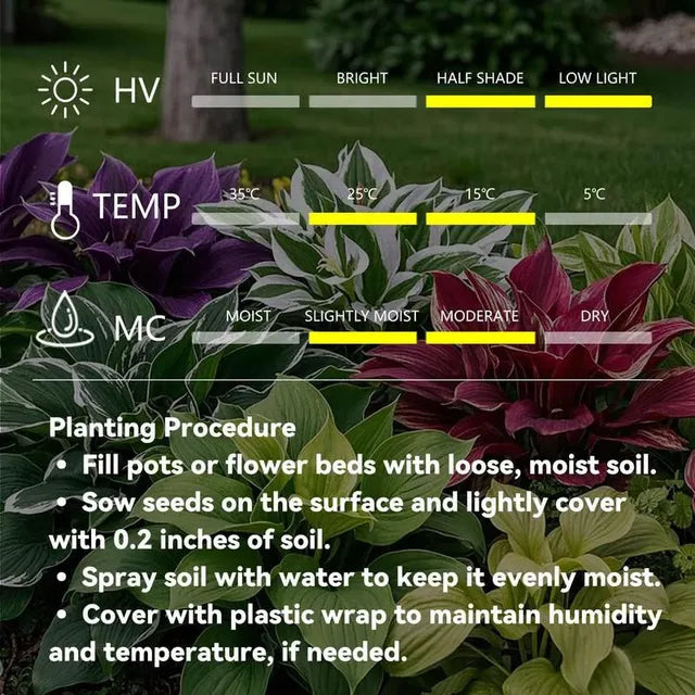 🌱 Exotic Rare Leaf Seeds 🏡 Transform Your Garden into a Masterpiece