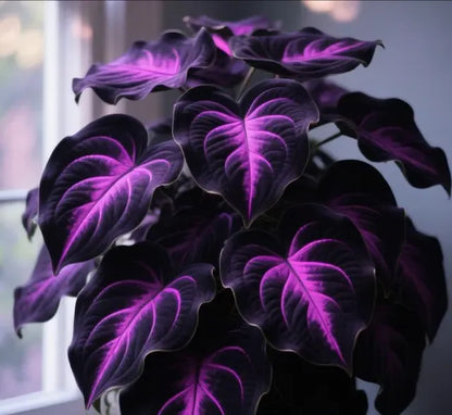 🌱 Exotic Rare Leaf Seeds 🏡 Transform Your Garden into a Masterpiece
